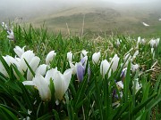 57 Nei pascoli fioriture di Crocus vernus